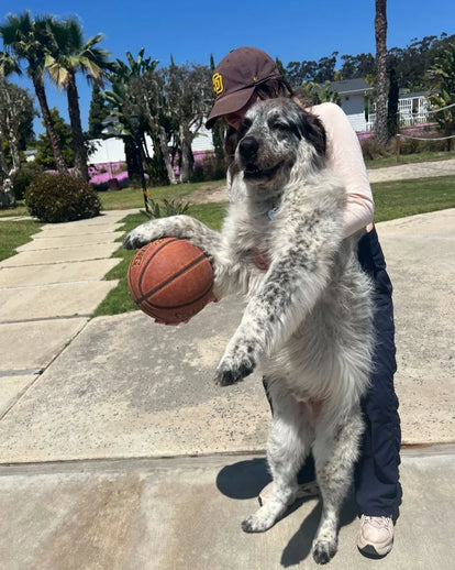 A team member holding up her big fluffy dog and a basketball